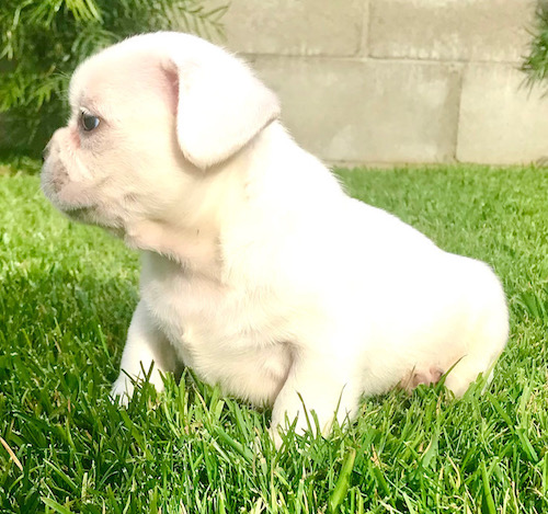 A little bulldog looking puppy wiht a thick body, short legs, a round pushed back face looking to the left while sitting in green grass