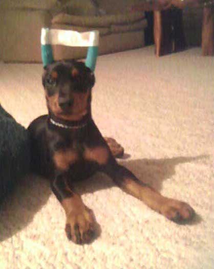 A black and tan colored puppy with a green bandage wrapped around his ears with tape connecting the ears so they stand up straight
