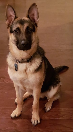 A large breed tan and black dog with large perk ears, a black nose and dark round eyes sitting down on a hardwood floor