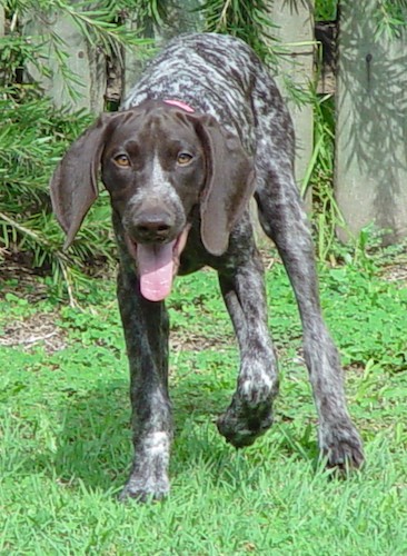 A large breed puppy happily walking across a yard with a brown fence behind him.