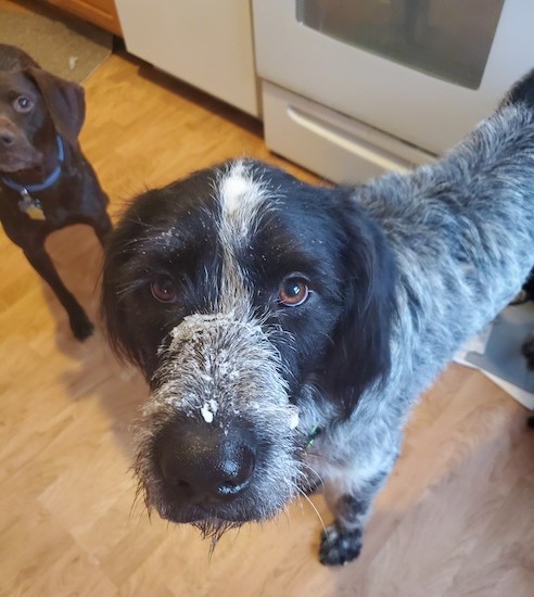 A large breed, gray and black wirehaired dog standing in a kitchen next to a smaller black dog