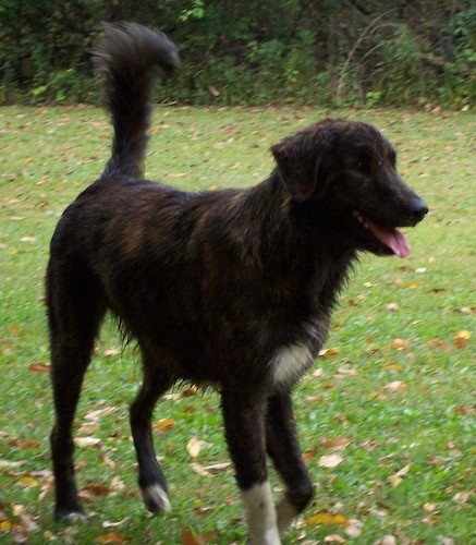 A tall, large breed, thick coated, brown brindle dog with a white chest and paws, a long muzzle with a black nose, ears that hang to the sides and a tail with long fringe standing straight up in the air outside in grass looking happy with his pink tongue showing