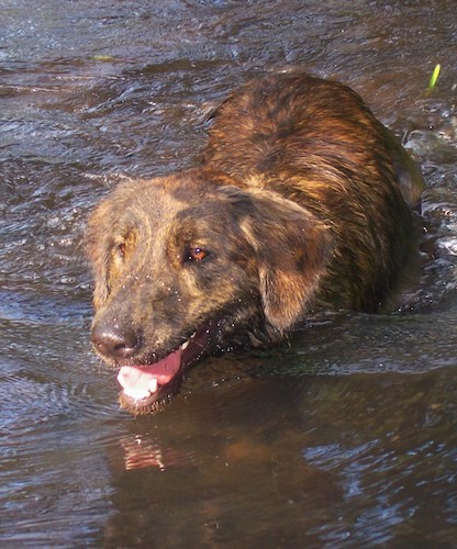 -A large breed, brown brindle dog with brown eyes and a dark nose swimming in brown water with the sun shining on his head