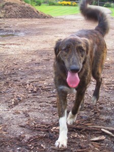 A large brown with black dog with white paws trotting across the dirt with his tail wagging and pink tongue hanging out