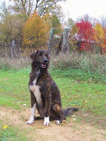 A large breed, brown brindle dog with a white chest and paws, ears that hang to the sides and a tail with long fringe sitting down in dirt outside next to grass with colorful trees behind him