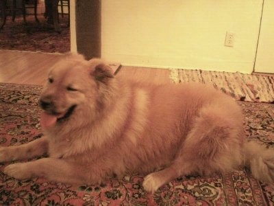 A large breed dog with a very full thick double coat and small ears that are pinned back laying down on an oriental rug inside of a house