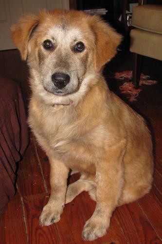 A tan with cream and black mixed into her face, puppy with a black nose and dark round eyes sitting down on a hardwood floor inside of a house