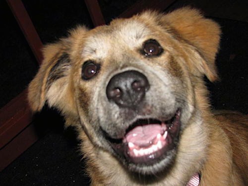 Close up head shot of a happy-looking tan with gray puppy with round brown eyes, a big black nose and black lips looking happy with her shiny white teeth and pink tongue showing