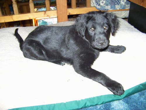 A little black, shiny-coated puppy with fluffy ears that hang down to the sides laying down on a tan and green dog bed that is placed on top of a blue carpet