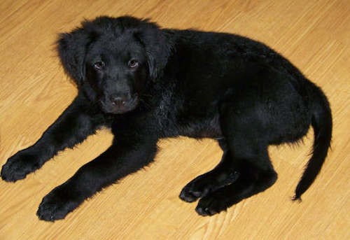 A solid black, thick coated puppy laying down on a hardwood floor