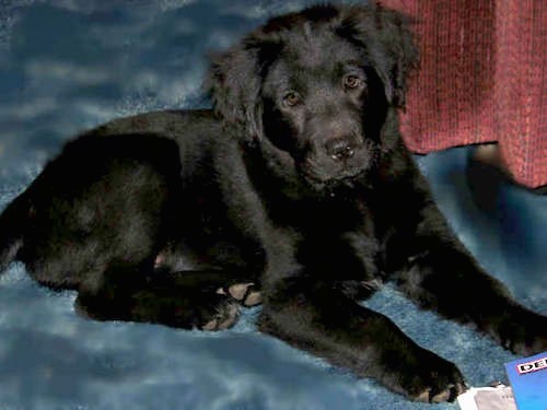 A shiny-coated black puppy with fluffy, soft ears, a black nose and dark eyes laying down on a blue carpet next to a red chair