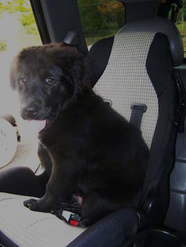 A little black puppy sitting on a child's car seat in the back of a car with his pink tongue showing
