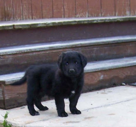 A small black, fluffy puppy with ears that hang down to the sides and a small white spot on his chest standing outside on a cement patio next to wooden steps