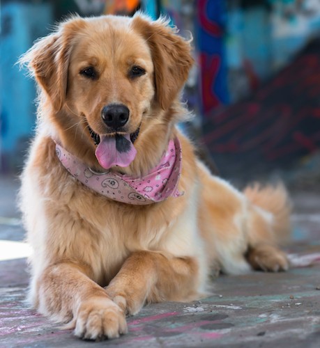 Front view of a golden colored, long, thick coated dog with soft ears that hang to the sides wearing a pink bandana with her pink tongue that has a black spot on it sticking out laying down outside looking happy