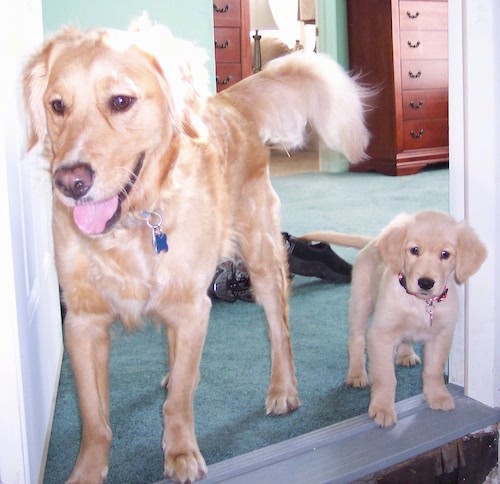 A large breed tan dog with a brown and black nose standing inside a bedroom doorway next to a small little tan puppy that looks just like him but smaller