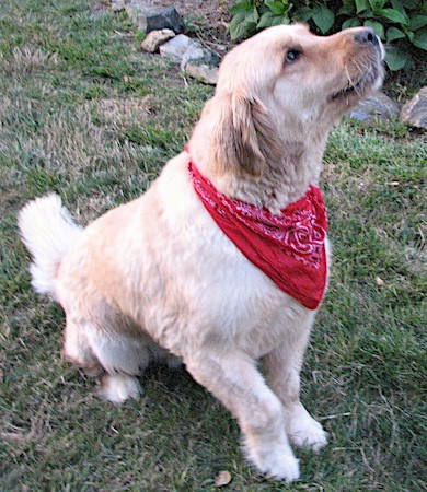 A Golden Retriever dog sitting down in grass with one paw up in the air wearing a red bandanna