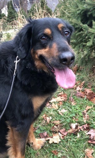 A blak and tan thick-coated, large-breed dog standing outside with her pink tongue hanging out looking happy.