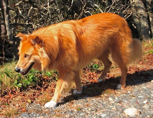 A golden-red colored dog with a long coat, ears that fold at the tips and golden eyes walking