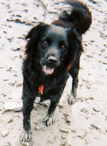 A solid black dog with a long wavy coat, brown eyes and a black nose trotting across a muddy rocky ground with mud on her paws and her tail wagging looking happy