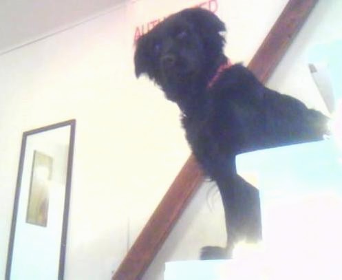 A black dog sitting half way up a flight of stairs in a hallway