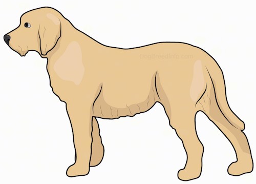 Side view drawing of a tan dog with a thick coat, long tail and longer hair on her chin making it look like she has a beard with ears that hang to the sides