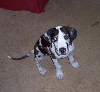 brown spotted great dane puppy