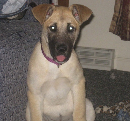 Front view of a large breed, thick bodied tan puppy with a black snout and small fold over ears sitting down with her pink tongue showing in a living room next to a blue couch