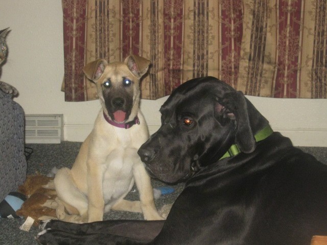 A large breed tan and black puppy sitting down next to an extra large black dog with a huge head and body and very long legs in a living room surrounded by dog toys