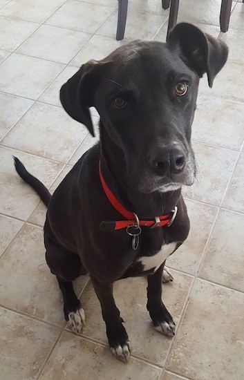 A large breed, thin, short-haired black dog wiht ears that fold to the sides with white tips on his paws and white on this chest sitting down on a tan tiled floor looking up with round brown eyes