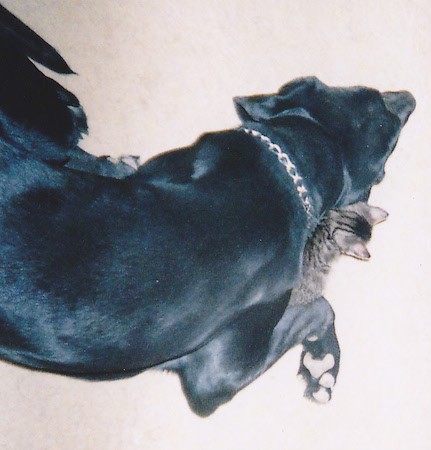 A large breed black dog sleeping on the floor with a tiger cat kitten snuggled up between his neck and his front paw