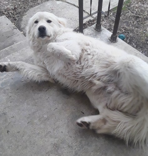 A very large, thick, long coated white dog laying upside-down showing his belly outside on a concrete step of a house