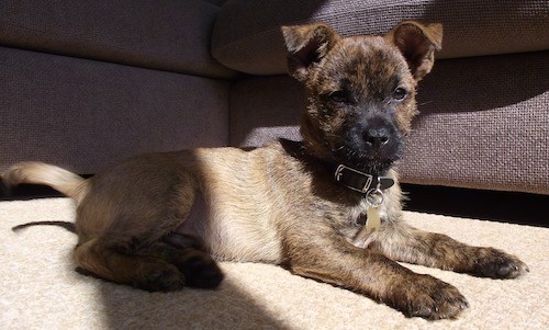 A small short haired, brown brindle puppy with small fold over v-shaped ears, brown eyes and a black nose laying down on a tan carpet next to a brown couch