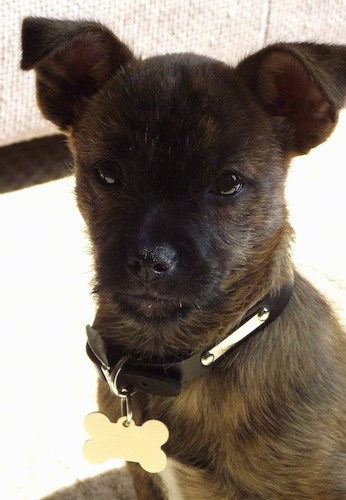 Front view of a small tan and black colored dog with a black nose and dark eyes and ears that stand up but fold at the tips sitting down with a black collar and a large bone shaped ID tag on
