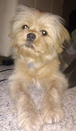 Front view of a soft looking, long haired tan dog with longer hair on his had and coming from his hanging ears, wide round dark eyes and a black nose laying down on a tan carpet with a serious expression on his face