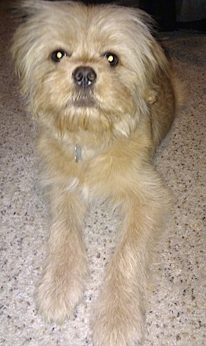 Front view of a tan dog with long hair coming from his head looking like he has a beard with a dark nose and dark eyes laying down on a tan carpet inside of a house