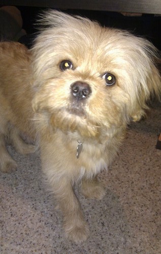 Front view of a soft but scruffy looking tan dog with wide round dark eyes and a black nose standing in a house
