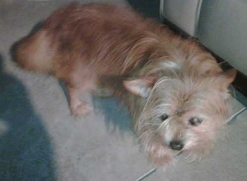 view from above looking down on a long haired tan dog with ears that stand out to the sides, long flowing tan fur and a long tail walking on a tan tiled floor inside of a house