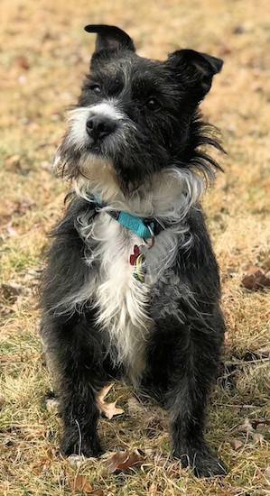 A long haired black and white scruffy looking terrier with small ears that fold over at the tips, a black nose, dark eyes with longer hair sticking out around his teal blue collar sitting down in brown grass outside