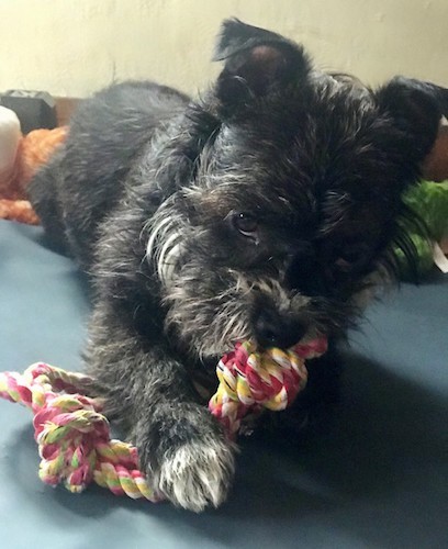 A black and white long coated scruffy dog laying down chewing on a pink, yellow. green and white rope toy