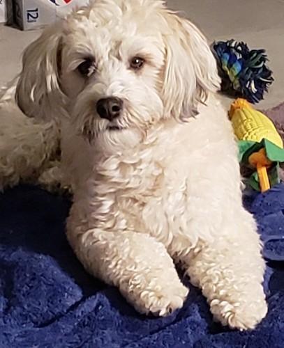 A white, thick, wavy coated dog with ears that hang to the sides, a black nose and dark eyes laying down next to her dog toys