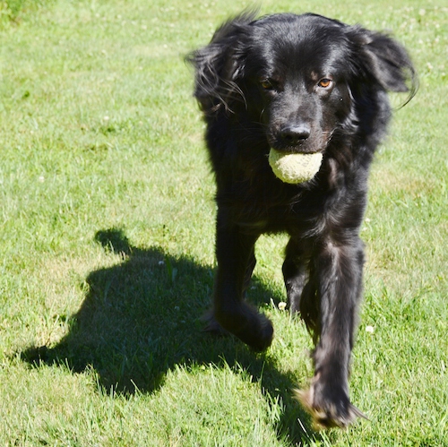 A large breed, thick coated, black dog running across green grass with a tennis ball in his mouth