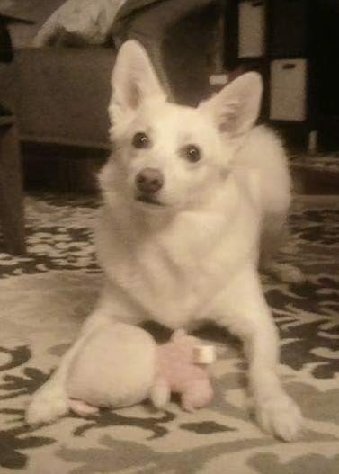 A pure white dog with large perk ears and wide round dark eyes laying down on a carpet with a plush dog toy in front of her