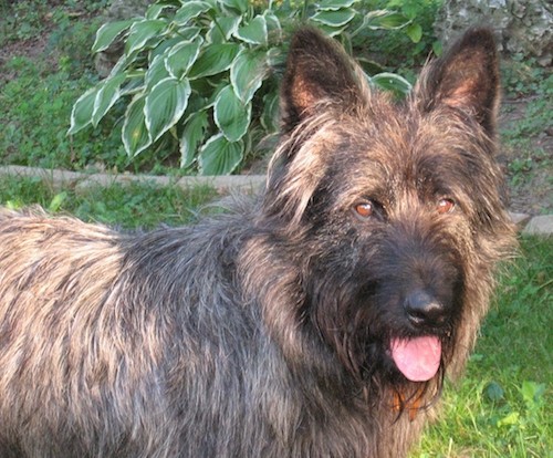 A gray and black dog with large prick ears, brown eyes and a black nose standing in grass in the sunshine with his pink tongue showing