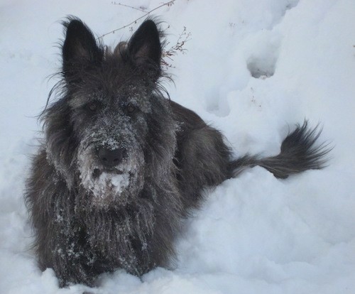 A thick, long coated dark gray dog with long hair, prick ears and a black nose with a long muzzle laying down outside in the snow