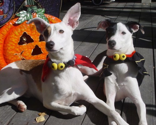 Two lean dogs, one tan and white and one black and white, with large ears, almond shaped eyes, black noses, long muzzles laying down on a wooden deck dressed in a Halloween costume with a jack-o'-lantern face behind them