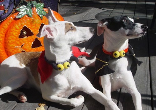 A white and tan dog laying next to a black and white dog, both dressed in a Halloween costume outside on a deck with a jack-o'-lantern behind them