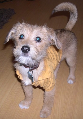 A medium-sized scruffy, but soft looking dog with longer hair on his head and smoother hair on his tan body wearing a yellow shirt standing on a hardwood floor looking up with a long tail, a black nose and dark eyes