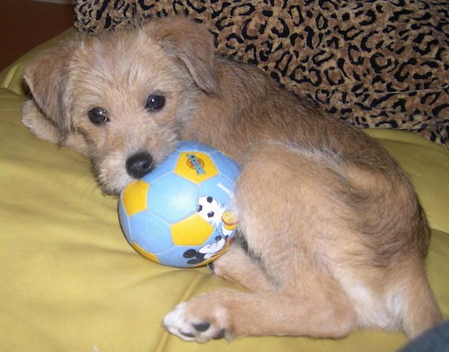A tan dog with black hairs dusting the outer coat and lighter fur on his undercoat with round dark eyes, a black nose and ears that fold down to the sides chewing on a blue and yellow ball while laying on a person's bed that is covered with a yellow sheet next to a leopard pillow