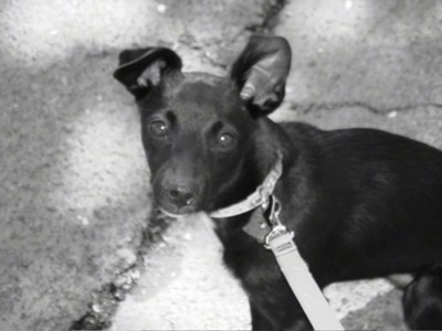 A black and white image of a blacK dog with a short coat, dark eyes and large ears that stand up and bend at the tips outside on a leash