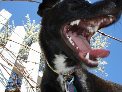 Close up head shot from the ground level looking up into the mouth of a short coated black dog with a white patch on her neck and her mouth open showing her pink tongue and her very white clean teeth outside with a white picket fence behind her